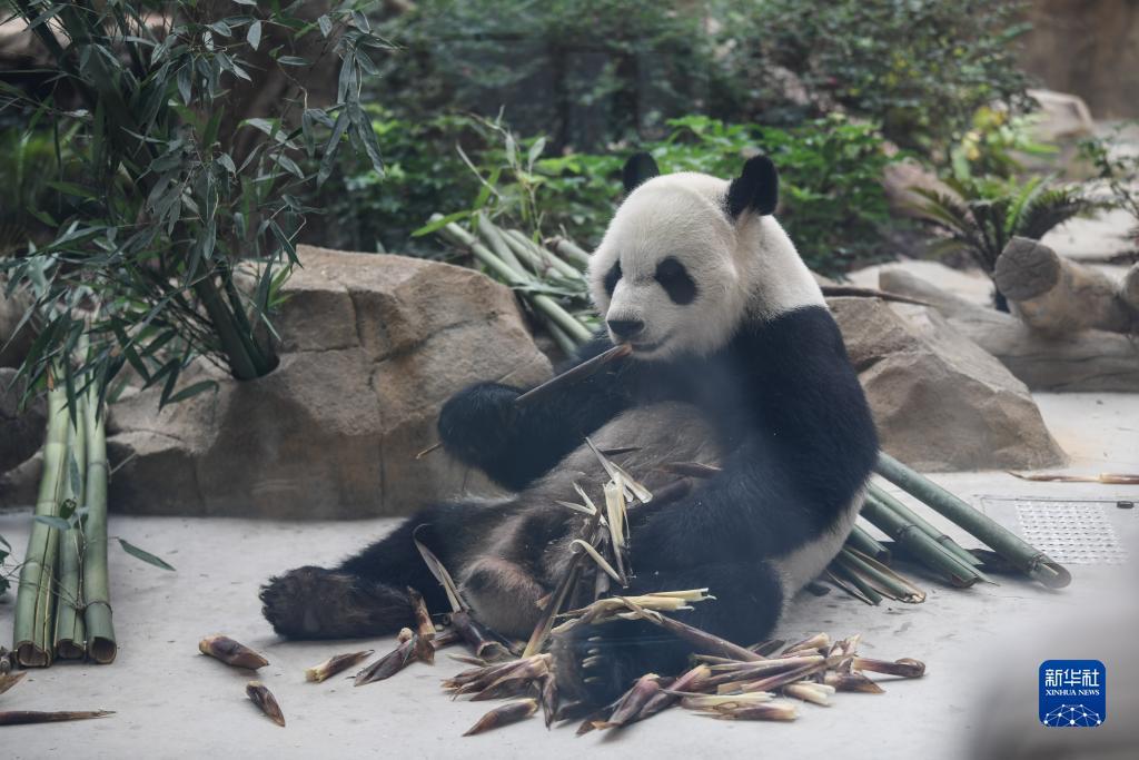 专业电子游艺